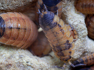 isopod insects in nature bug fly 