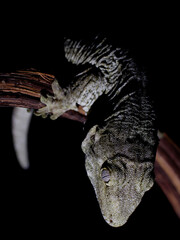 lizard in nature gecko wild animal