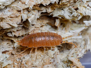 isopod insects in nature bug fly 