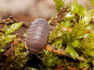 isopod insects in nature bug fly 