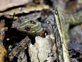 lizard gecko in nature texture scales