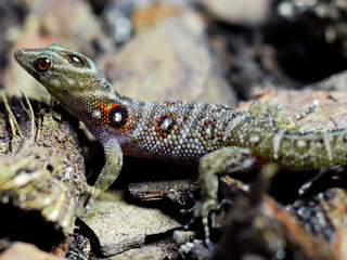 lizard gecko in nature texture scales