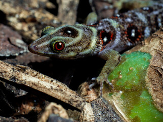 lizard gecko in nature texture scales