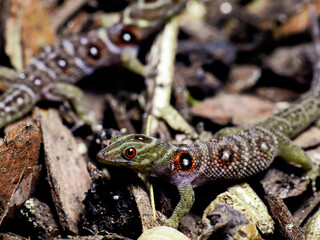 lizard gecko in nature texture scales