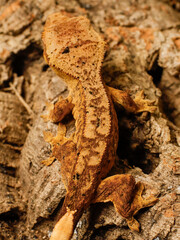 lizard gecko in nature texture scales
