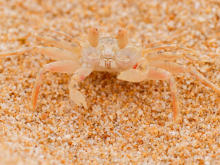 crab on the beach in the sand texture wild nature