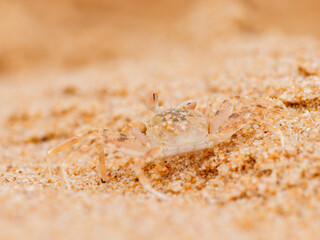crab on the beach in the sand texture wild nature