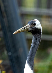 Common Crane (Grus grus) Outdoors