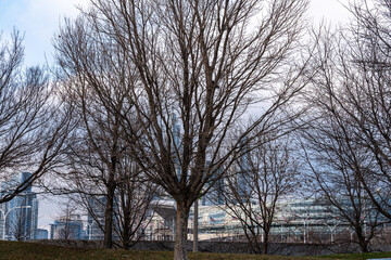 Downtown Chicago on a Winter Day 