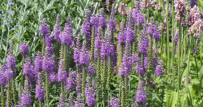 (Veronica spicata) Speedwells. Dense terminal clusters of blue-lilac small star-shaped flowers with lanceolate serrated green foliage on erect stems attractive to bees 
