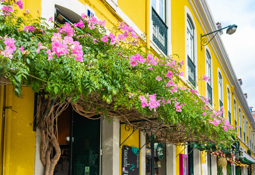 Lisbon, Portugal - Novmber 26th 2023: Beautiful  pink flowers od cafe Janis