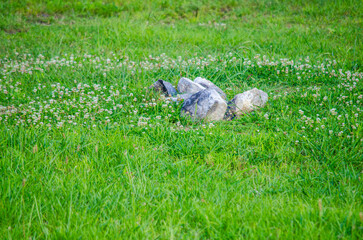 rocks in grass