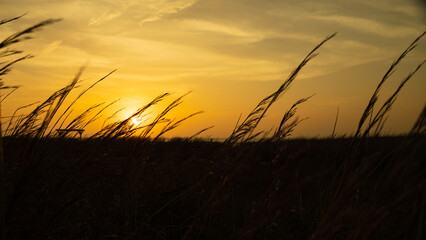 Silhouetted tall grass in sand dune by with a dramatic yellow, orange sunset over Laguna Madre at North Padre National Seashore in Texas  © Michelle