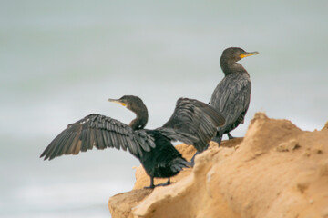 Cormorants perched on a rock , on the seashore