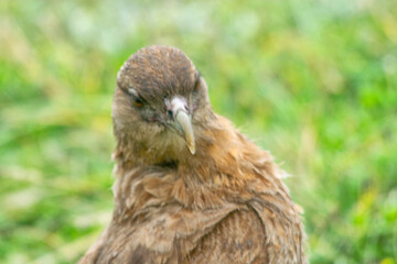 Chimango caracara falcon perched on the earth