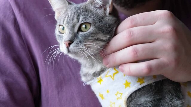 Pet sterilization concept. Adorable kitty portrait in special suit bandage recovering after surgery. man taking care of cat