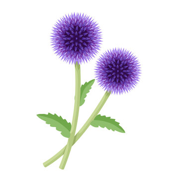 Vector illustration, Echinops, commonly known as globe thistle, isolated on white background.