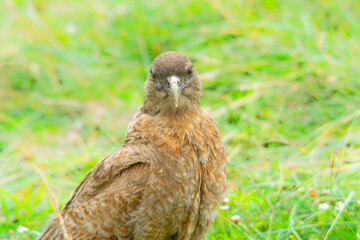 Chimango caracara falcon perched on the earth