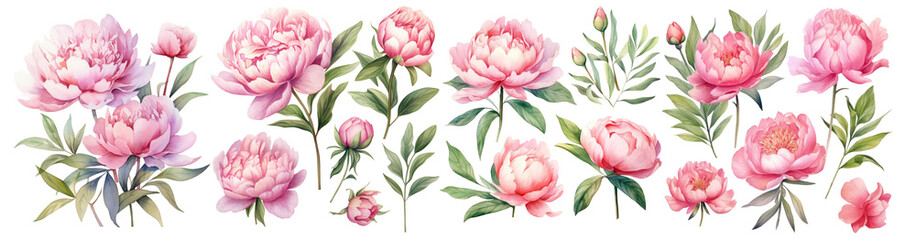 Set of pink peonies flower, Watercolor collection of flowers, Isolated cutout on transparent background