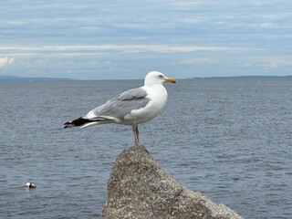 Seagull in Maine