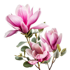 Fototapeta premium Spring season pink magnolia flowers with eucalyptus&nbsp;leaves.