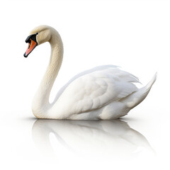 Naklejka premium swan on the water