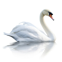 Obraz premium swan on the water