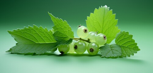 A juicy currant, side view, realistic with Agfa Vista 400 film effect, on a light green background,...