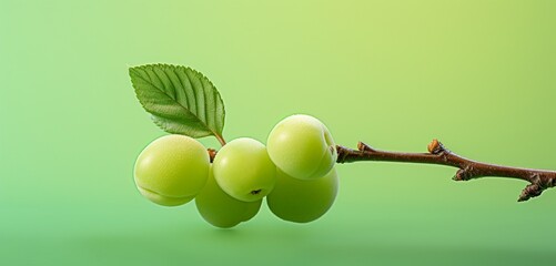 A juicy mirabelle plum, side view, realistic with Agfa Vista 400 film effect, on a light green...