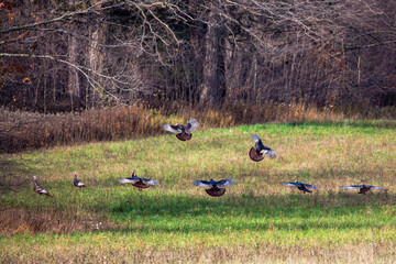 Eastern wild turkey (Meleagris gallopavo) landing in a farmers field in Autumn