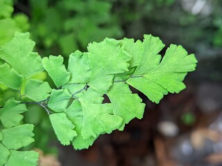 Adiantum raddianum, also called moringa suplir, is a type of suplir that is quite popular as an ornamental plant for tables or small gardens.