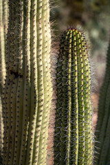 close up of cactus