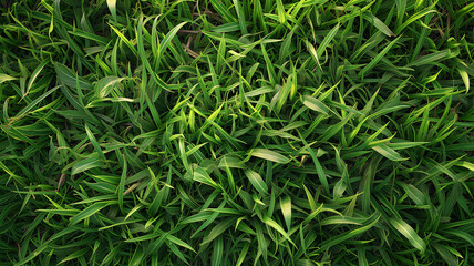 Fototapeta premium Realistic Perfect Green Grass Texture with Even Length and Unfocused Background
