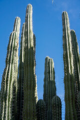 organ pipe cactus close up