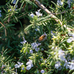 Bee and rosemary