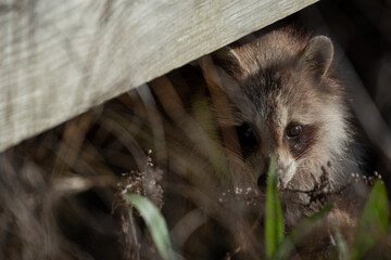 Northern Raccoon