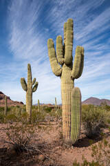 saguaro