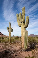 Foto op Plexiglas saguaro © Peng Wang