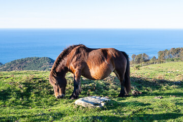 Brown Pottok or Pony from the Basque Country grazing on a hill. Ocean in the background. - 701137241