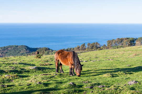 Beautiful brown pottok in a field grazing in the hill. Basque Country of Spain.