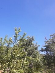 tree and sky