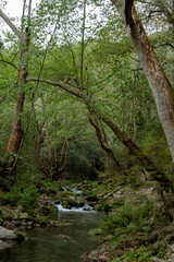 Bosque rodeando cuerpo de agua
