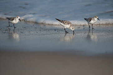 Sanderling