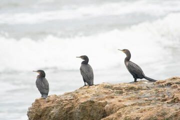 Bigua Cormorant perched on a rock , on the coast