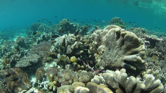 Reef fish swim over a healthy coral reef at the remote island of Pulau Koon, Indonesia. These scenic region's coral reefs, and the surrounding seas, support extraordinary marine biodiversity.