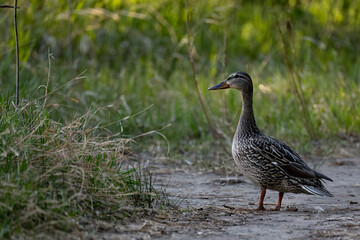 Female duck on a pathway