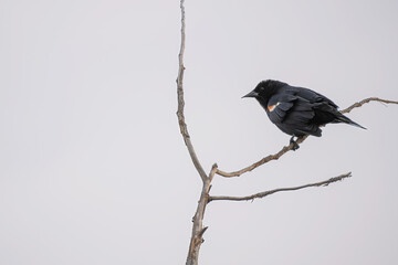 Red-winged blackbird perched on a bare tree branch