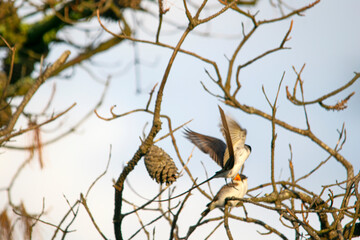 Fork-tailed flycatcher perched on a branch