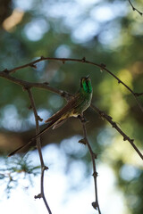 aves al natural