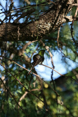 aves al natural